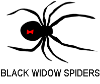 Black Widow Spiders